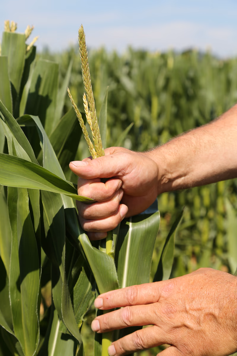 Tony Delage travaillant comme écimeur de maïs au GAEC Le Theil