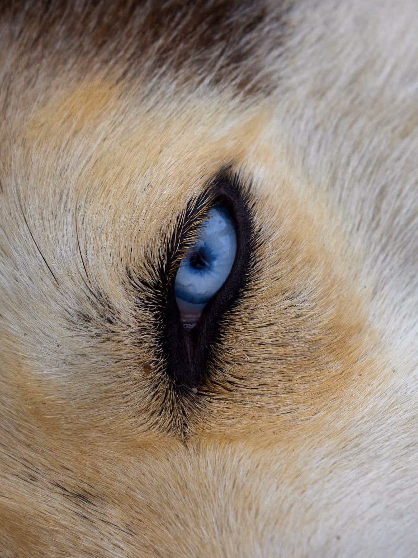 Macro de l'œil bleu pâle d'un chien, iris cristallin en gros plan, par Tony Delage